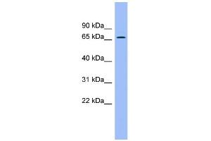 WB Suggested Anti-ACBD3 Antibody Titration: 0. (ACBD3 抗体  (N-Term))