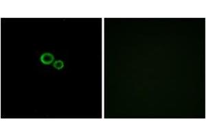 Immunofluorescence (IF) image for anti-Olfactory Receptor, Family 11, Subfamily G, Member 2 (OR11G2) (AA 241-290) antibody (ABIN2890918) (OR11G2 抗体  (AA 241-290))