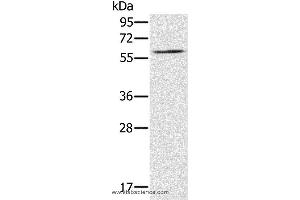 Western blot analysis of NIH/3T3 cell, using RELB Polyclonal Antibody at dilution of 1:200 (RELB 抗体)