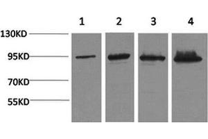 Western Blot analysis of 1) Hela, 2) 293T, 3) Mouse liver, 4) Rat liver with Catenin beta Monoclonal Antibody (beta Catenin 抗体)