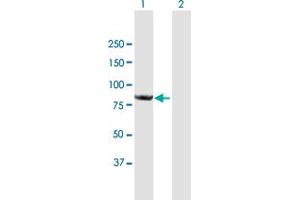 Western Blot analysis of CNOT10 expression in transfected 293T cell line by CNOT10 MaxPab polyclonal antibody. (CNOT10 抗体  (AA 1-744))