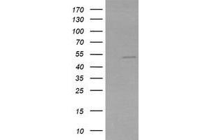 Image no. 1 for anti-Zinc Finger and SCAN Domain Containing 21 (Zscan21) antibody (ABIN1501865) (ZSCAN21 抗体)