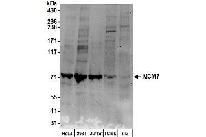Western Blotting (WB) image for anti-Minichromosome Maintenance Complex Component 7 (MCM7) (AA 300-350) antibody (ABIN7449235)