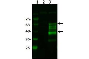 Western Blotting (WB) image for anti-B-Cell CLL/lymphoma 3 (BCL3) (C-Term) antibody (ABIN6655291)