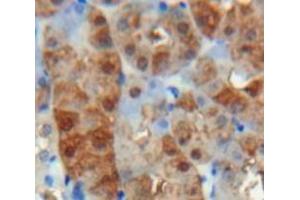 Used in DAB staining on fromalin fixed paraffin-embedded Kidney tissue (VWA1 抗体  (AA 43-285))