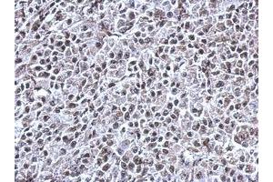 Image no. 1 for anti-Ring Finger Protein 180 (RNF180) (AA 9-302) antibody (ABIN1500720) (RNF180 抗体  (AA 9-302))