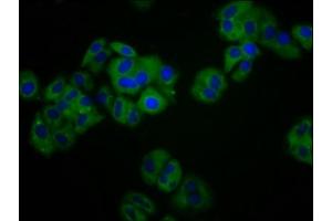 Immunofluorescence staining of HepG2 cells with ABIN7157534 at 1:100, counter-stained with DAPI. (KIR3DS1 抗体  (AA 198-335))