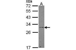 WB Image Sample (30 ug of whole cell lysate) A: Hep G2 , 12% SDS PAGE antibody diluted at 1:500 (Ephrin A3 抗体)