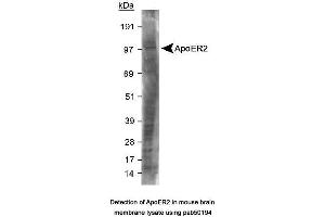 Image no. 2 for anti-Low Density Lipoprotein Receptor-Related Protein 8, Apolipoprotein E Receptor (LRP8) (C-Term) antibody (ABIN363503) (LRP8 抗体  (C-Term))