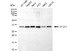 anti-Orofacial Cleft 1 Candidate 1 (OFCC1) antibody