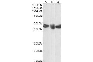 ABIN2613401 (0. (CD27 抗体  (AA 161-175))