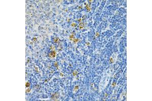 Immunohistochemistry of paraffin-embedded rat spleen using GLRX Antibody (ABIN1876503) at dilution of 1:200 (40x lens). (Glutaredoxin 1 抗体)