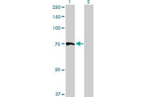 Western Blot analysis of MTM1 expression in transfected 293T cell line by MTM1 MaxPab polyclonal antibody. (MTM1 抗体  (AA 1-603))