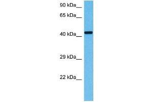 Western Blotting (WB) image for anti-Ornithine Aminotransferase (OAT) (Middle Region) antibody (ABIN2783233)