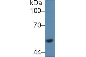 Western Blot; Sample: Rat Liver lysate; Primary Ab: 1µg/ml Rabbit Anti-Rat GCK Antibody Second Ab: 0. (GCK 抗体  (AA 194-410))