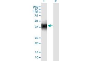 Western Blot analysis of SFTPB expression in transfected 293T cell line by SFTPB monoclonal antibody (M01), clone 1H7. (SFTPB 抗体  (AA 1-381))