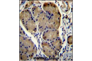 WDR86 Antibody (C-term) (ABIN656453 and ABIN2845737) immunohistochemistry analysis in formalin fixed and paraffin embedded human stomach tissue followed by peroxidase conjugation of the secondary antibody and DAB staining. (WDR86 抗体  (C-Term))