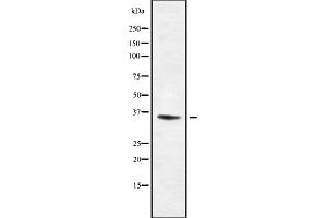Western blot analysis Olfactory receptor 13C8 using NIH-3T3 whole cell lysates (OR13C8 抗体)