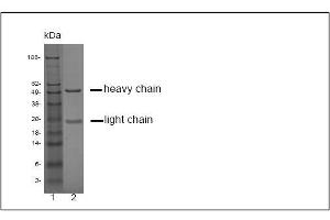 SDS-PAGE analysis of purified LT-3D2 monoclonal antibody. (Prostate Specific Antigen 抗体)