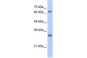USP39 antibody used at 1. (USP39 抗体  (N-Term))