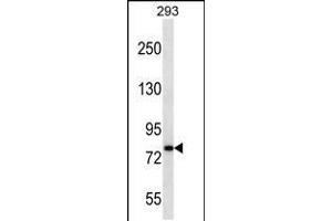 Western blot analysis in 293 cell line lysates (35ug/lane). (CDH19 抗体  (C-Term))