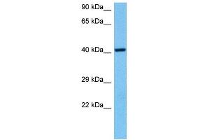 Host:  Mouse  Target Name:  NRF1  Sample Tissue:  Mouse Heart  Antibody Dilution:  1ug/ml (NRF1 抗体  (Middle Region))