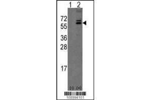 Western blot analysis of Noelin-1(Olfm1) using rabbit polyclonal Noelin-1(Olfm1) Antibody using 293 cell lysates (2 ug/lane) either nontransfected (Lane 1) or transiently transfected with the Noelin-1(Olfm1) gene (Lane 2). (Olfactomedin 1 抗体  (C-Term))
