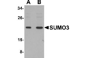 Western Blotting (WB) image for anti-Small Ubiquitin Related Modifier 3 (SUMO3) (C-Term) antibody (ABIN1030713) (SUMO3 抗体  (C-Term))