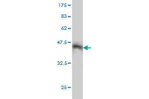 Western Blot detection against Immunogen (37. (STAC 抗体  (AA 209-318))