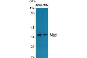 Western Blot (WB) analysis of specific cells using Mat1 Polyclonal Antibody. (MAT1A 抗体  (Internal Region))