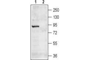 Western blot analysis of rat brain lysate: - 1. (CNGA4 抗体  (Intracellular, N-Term))