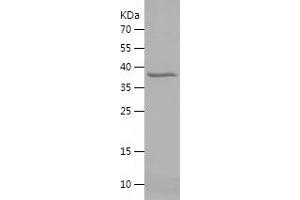 HNRNPA2B1 Protein (AA 1-249) (His tag)