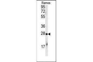 Western blot analysis of anti-CHIP (STUB1) Antibody (C-term) in Ramos cell line lysates (35ug/lane). (STUB1 抗体  (C-Term))