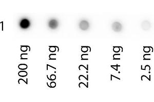 Dot Blot (DB) image for Transferrin (TF) protein (Biotin) (ABIN964547)