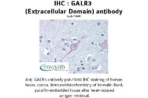 Image no. 1 for anti-Galanin Receptor 3 (GALR3) (3rd Extracellular Domain) antibody (ABIN1734574) (GALR3 抗体  (3rd Extracellular Domain))