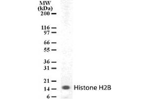Histone H2B pAb tested by Western blot. (Histone H2B 抗体  (AA 111-125))
