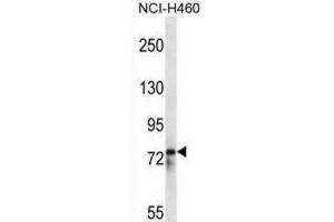 Western Blotting (WB) image for anti-RNA Binding Motif Protein 12 (RBM12) antibody (ABIN2998214) (RBM12 抗体)