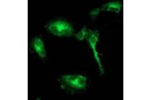 Anti-BECN1 mouse monoclonal antibody (ABIN2454375) immunofluorescent staining of COS7 cells transiently transfected by pCMV6-ENTRY BECN1 (RC201629). (Beclin 1 抗体)