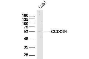 U251 lysates probed with CCDC64 Polyclonal Antibody, Unconjugated  at 1:300 dilution and 4˚C overnight incubation. (CCDC64 抗体  (AA 401-500))