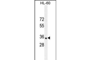 B3GNT4 Antaibody (Center) (ABIN654653 and ABIN2844349) western blot analysis in HL-60 cell line lysates (35 μg/lane). (B3GNT4 抗体  (AA 233-260))