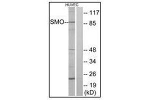 Western blot analysis of extracts from HuvEc cells, using SMO Antibody. (SMO 抗体  (N-Term))
