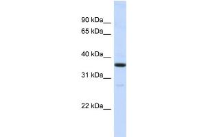 Host: Rabbit Target Name: RMDN3 Sample Type: HepG2 Whole cell lysates Antibody Dilution: 1. (RMDN3 抗体  (N-Term))