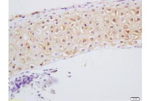 Formalin-fixed and paraffin embedded bone of mouse embryo labeled with Anti-DSPP Polyclonal Antibody, Unconjugated (ABIN1386864) at 1:200 followed by conjugation to the secondary antibody and DAB staining (DSPP 抗体)