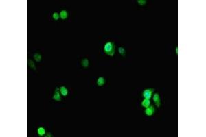 Immunofluorescence (IF) image for anti-Proliferating Cell Nuclear Antigen (PCNA) (AA 1-261) antibody (ABIN7164738)