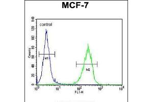 Flow cytometric analysis of MCF-7 cells (right histogram) compared to a negative control cell (left histogram). (CO027 (AA 503-531), (C-Term) 抗体)