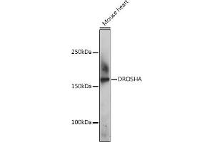 Western blot analysis of extracts of Mouse heart, using DROSHA Rabbit pAb (ABIN6134822, ABIN6139823, ABIN6139824 and ABIN6224361) at 1:500 dilution. (DROSHA 抗体  (AA 1-100))