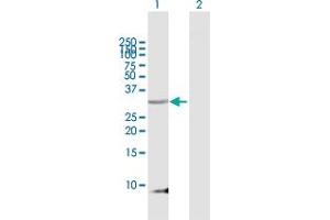 Western Blot analysis of PENK expression in transfected 293T cell line by PENK MaxPab polyclonal antibody. (Enkephalin 抗体  (AA 1-267))