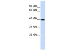 Image no. 1 for anti-Guanine Nucleotide Binding Protein (G Protein), alpha Z Polypeptide (GNaZ) (AA 72-121) antibody (ABIN6740745) (GNaZ 抗体  (AA 72-121))