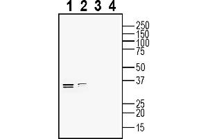 Western blot analysis of rat brain lysate (lanes 1 and 3) and mouse brain lysate (lanes 2 and 4):1-2. (Ephrin B2 抗体  (Extracellular))