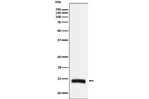 Western blot analysis of Histone H2B (formyl K108) expression in Hela cell lysate.